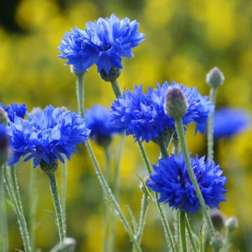 Albastrele Centaurea Cyanus (100 gr) seminte planta anuala melifera, randament foarte mare de miere si polen, Toraf - Img 2