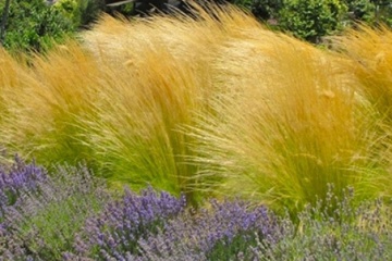 Angel Hair (150 seminte) iarba decorativa perena Mexican Feather Grass, Seklos - Img 2
