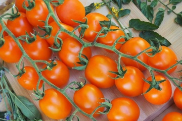 Aprikola F1 (10 seminte) tomate cherry portocalii, timpurii, foarte dulci, Sekluva - Img 2