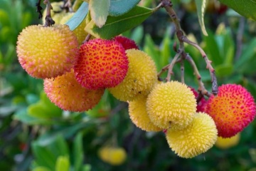 Arbore de Capsuni (50 seminte) Strawberry Tree - Arbutus unedo, flori albe frumoase, fructe foarte gustoase, Saflax - Img 4