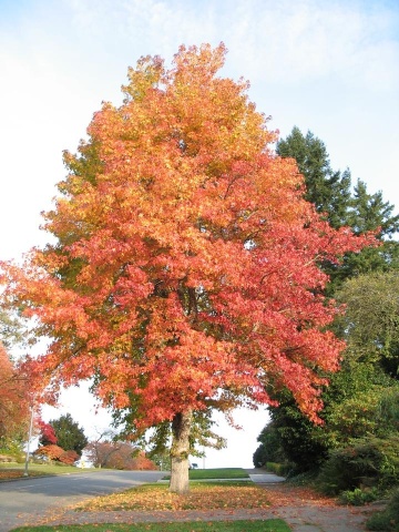 Arbore de Guma (100 seminte) American Sweet Gum - Liquidambar styraciflua, frunze culori schimbatoare, extrem de decorativ, Saflax - Img 6