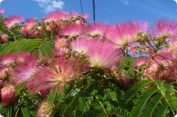 Arbore de Matase (50 seminte) Pinc Acacia - Albizia julibrissin, flori roz, parfumate, pufoase, Saflax - Img 4