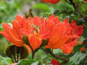 Arbore Fantana (30 seminte) African Tulip Tree - Spathodea campanulata, flori rosii-portocalii cu galben, inflorire abundenta, Saflax - Img 2