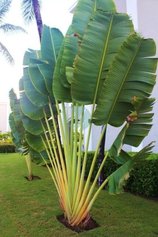 Arborele Calatorului (8 seminte) Traveler's Tree - Ravenala madagascariensis, frunze evantai asemanatoare palmierului, Saflax - Img 6