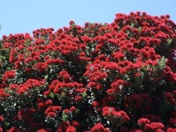 Arborele Craciunului (300 seminte) New Zealand Christmas Tree - Metrosideros excelsa, ciorchini densi de flori rosii, frunze argintii, Saflax - Img 3