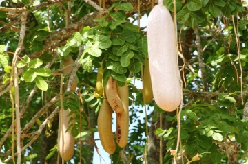 Arborele de Carnati (10 seminte) Sausage Tree - Kigelia pinnata var. africana, flori mari rosu inchis, fructe lungi, interesante, Saflax - Img 2