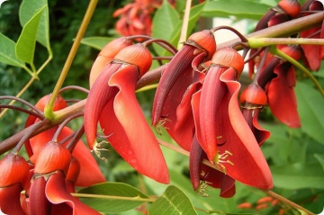 Arborele de Coral (6 seminte) Cockspur Coral Tree - Erythrina crista-galli, flori rosii, inflorire abundenta, Saflax - Img 8