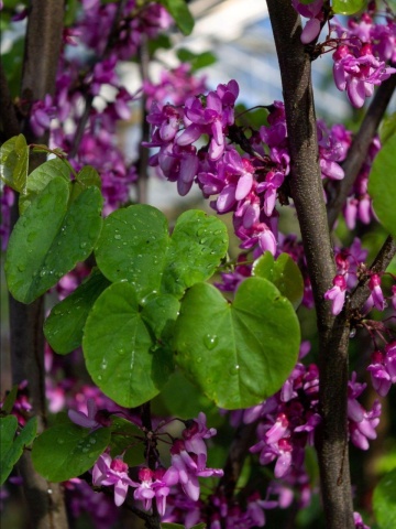 Arborele de Iudeea (60 seminte) Lover's Tree - Cercis siliquastrum, arbore decorativ cu frunze in forma de inima si flori roz, Saflax - Img 7