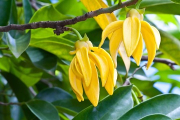 Arborele de Parfum Ylang Ylang (10 seminte) Perfume Tree Ylang Ylang - Cananga odorata, flori cu parfum celebru de iasomie, Saflax - Img 5