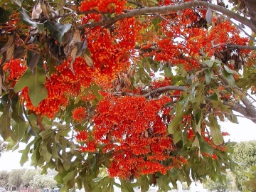 Arborele Roata de Foc (20 seminte) Firewheel Tree - Stenocarpus sinuatis, flori mari rosii-portocalii, asemanatoare flacarilor, Saflax - Img 5