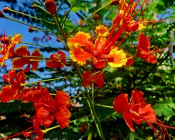Arbustul Paun (10 seminte) Mexican Bird of Paradise - Caesalpinia pulcherrima, flori superbe rosii-portocalii, Saflax - Img 7