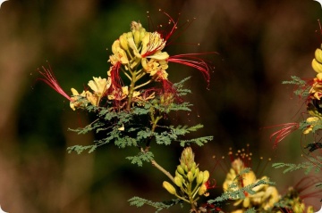 Arbustul Paun galben (10 seminte) Peacock Shrub - Caesalpinia gilliesii X spinosa, flori superbe galbene, Saflax - Img 8