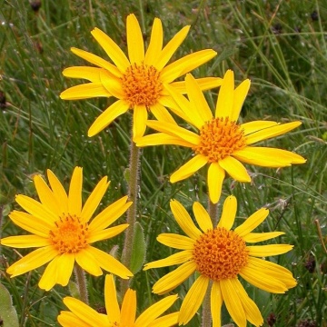 Arnica (40 seminte) Mountain Arnica - Arnica montana, planta
