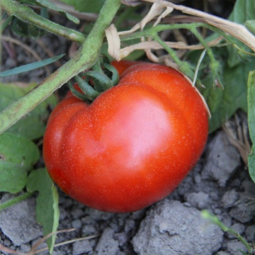 Asia 616 F1 (1000 seminte) rosii timpurii determinate mari, gust dulce, Nongwoo Bio