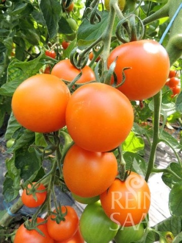 Auriga BIO (30 seminte) tomate portocalii rotunde, gust dulce, ReinSaat