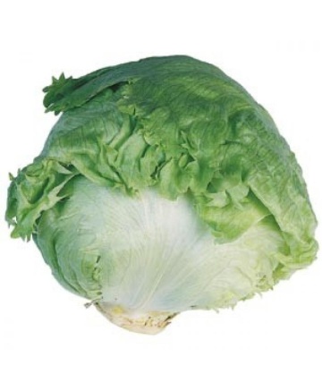 Aviram (1000 seminte) de salata tip Eisberg 300-700 gr recomandata pentru vara, Hazera
