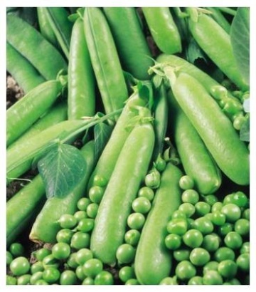 Avola F1 (100.000 seminte) mazare extra-timpurie, Seminis - Img 2