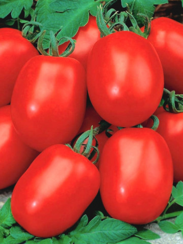 Awizo F1 (150 seminte) tomate de camp pitice, timpurii, forma cilindrica, rezistenta la boli, PlantiCo - Img 1