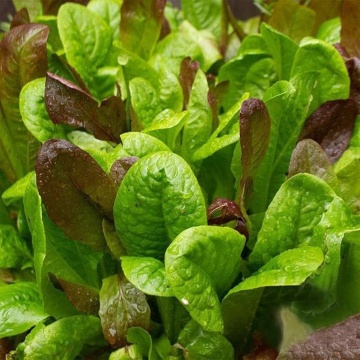 Baby Leaf (4 metri) banda seminte 3 soiuri de salata frunze mici, verzi si rosii, Seklos - Img 1
