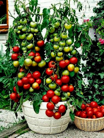 Balkonzauber - 0.5 gr - Seminte Rosii de Balcon tip Cherry cu Fructe mici rotunde dulci si gustoase de la Laktofol - Img 1