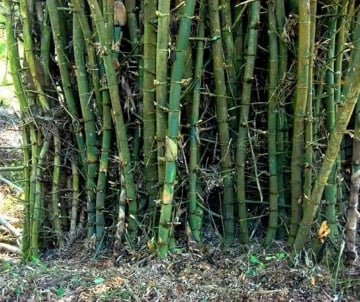 Bambus Spinos (50 seminte) Great Thorny Bamboo - Dendrocalamus arundinacea, tulpini lungi cu spini, Saflax - Img 2