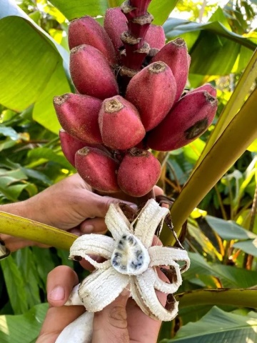 Bananier (8 seminte) Pink Velvet Banana - Musa velutina, produce banane rosii, dulci, Saflax - Img 5