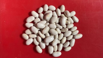 Baroma (100 gr) seminte fasole pitica, pastai verzi late, boabe albe, Patru Agro - Img 2