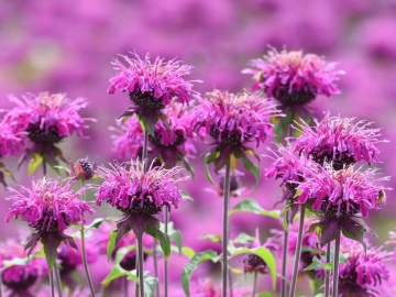 Bee Balm Purple (750 seminte) Monarda perena inflorire lunga, flori mov, Seklos - Img 3