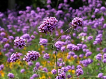 Bee Happy Verbena medicinala (200 seminte), planta medicinala si melifera Verbena officinalis, Laktofol - Img 2