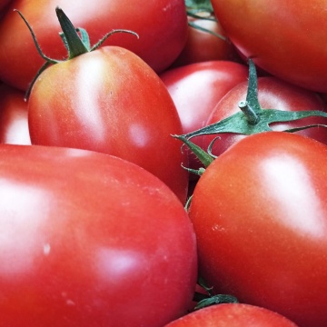 Bestial F1 (10 seminte) tomate semitimpurii nedeterminate pentru cultivare in sera, Sekluva - Img 1