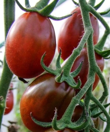 Black Plum (30 seminte) rosii nedeterminate semitimpurii, cu forme alungite, Seklos - Img 5