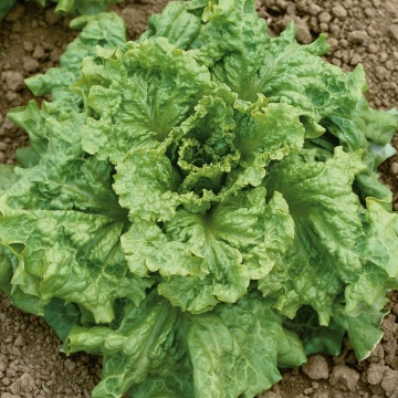Black Seeded Simpson BIO (1000 seminte) salata verde BIO, frunze crete, rezistenta la boli, Seklos