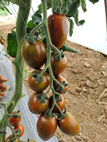 Blackfield F1 (100 seminte) tomate mini-prunisoare ciocolatii vargate nedeterminate, foarte gustoase si productive, Hazera - Img 3