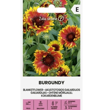 Blanketflower Burgundy (170 seminte) Gaillardia flori brun-roscate cu galben, inflorire abundenta, Seklos - Img 2