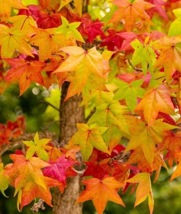 Bonsai Arbore de Guma (100 seminte) American Sweet Gum - Liquidambar styraciflua, frunze culori schimbatoare, extrem de decorativ, Saflax - Img 2