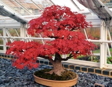 Bonsai Artar Rosu (20 seminte) Bonsai Red Maple - Acer rubrum, arbore decorativ deosebit de colorat, Saflax - Img 6