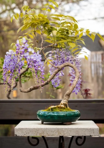 Bonsai Glicina Chinezeasca (4 seminte) Bonsai Blue Chinese Wisteria - Wisteria sinensis, planta cu flori spectaculoase, parfumate, Saflax - Img 7