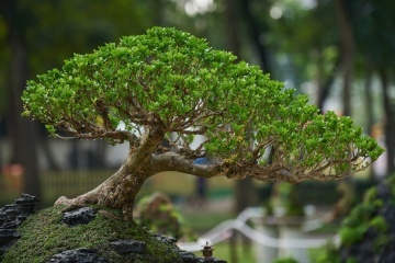 Bonsai Ienupar Chinezesc (30 seminte) Bonsai Chinese Juniper - Juniperus chinensis, arbust vesnic verde, foarte usor de modelat, Saflax - Img 3