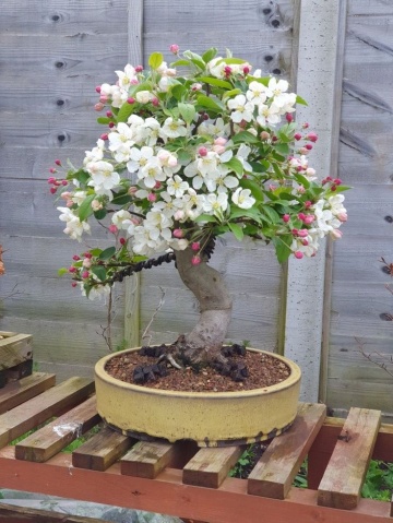Bonsai Mar Paduret (30 seminte) Bonsai Wild Crab - Malus Sylvestris, flori albe elegante, Saflax - Img 2