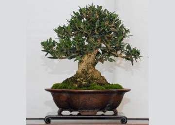 Bonsai Maslin (20 seminte) Bonsai Common Olive - Olea europea, arbore decorativ vesnic verde, Saflax - Img 2