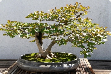 Bonsai Mirt (30 seminte) Bonsai True Myrtle - Myrtus communis, arbust cu frunze si flori parfumate, Saflax - Img 2