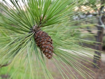 Bonsai Pin Auriu (20 seminte) Bonsai Ponderosa Pine - Pinus ponderosa, cea mai mare specie de pin, ace foarte lungi, Saflax - Img 4