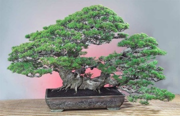 Bonsai Pin Australian (200 seminte) Bonsai Sea Ironwood - Casuarina equisetifolia, arbore vesnic verde, flori rosii decorative, Saflax - Img 3