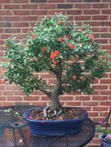 Bonsai Rodie Pitica (50 seminte) Bonsai Dwarf Pomegranate - Punica granatum nana, flori mari clopotei, fructe mici, Saflax - Img 4