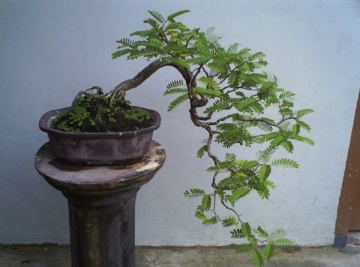 Bonsai Tamarin (4 seminte) Bonsai Tamarind - Tamarindus indica, arbore cu frunze delicate, care se strang noaptea, Saflax - Img 3