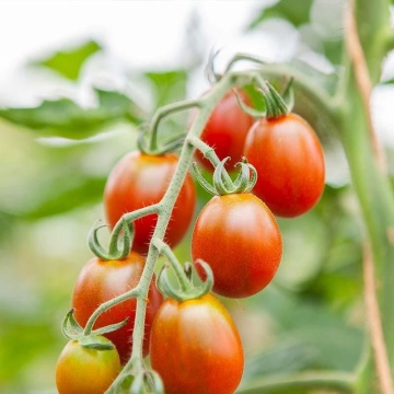 Bronzy BIO (5 seminte) rosii tip cherry nedeterminate, gustoase, dulci, culoare aramie, Seklos - Img 2