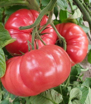 Buffalopink F1 (HMC 44169) (10 seminte) tomate crete extra-timpurii, de culoare roz, Florian - Img 2