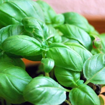 Busuioc Bio Aromatico della Riviena Ligure (0.5 gr) seminte eco de busuioc foarte parfumat, Seklos