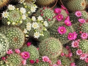 Cactus Mammilaria Mix (40 seminte) cactusi usor de ingrijit, flori foarte colorate, Saflax - Img 3