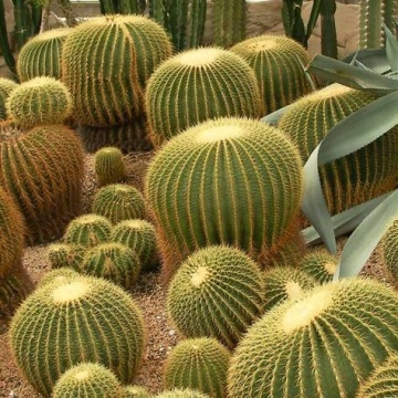 Cactus Perna Soacrei (40 seminte) Barrel Cactus - Echinocactus Grusonii, cactus sferic, spini tari, Saflax - Img 5